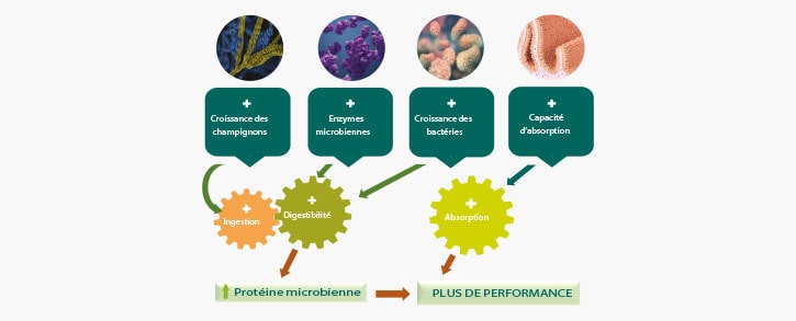 Nova Premix mode action flora