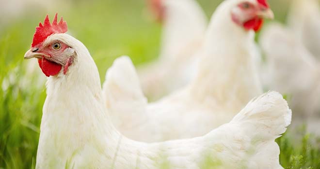 photo submenu volailles